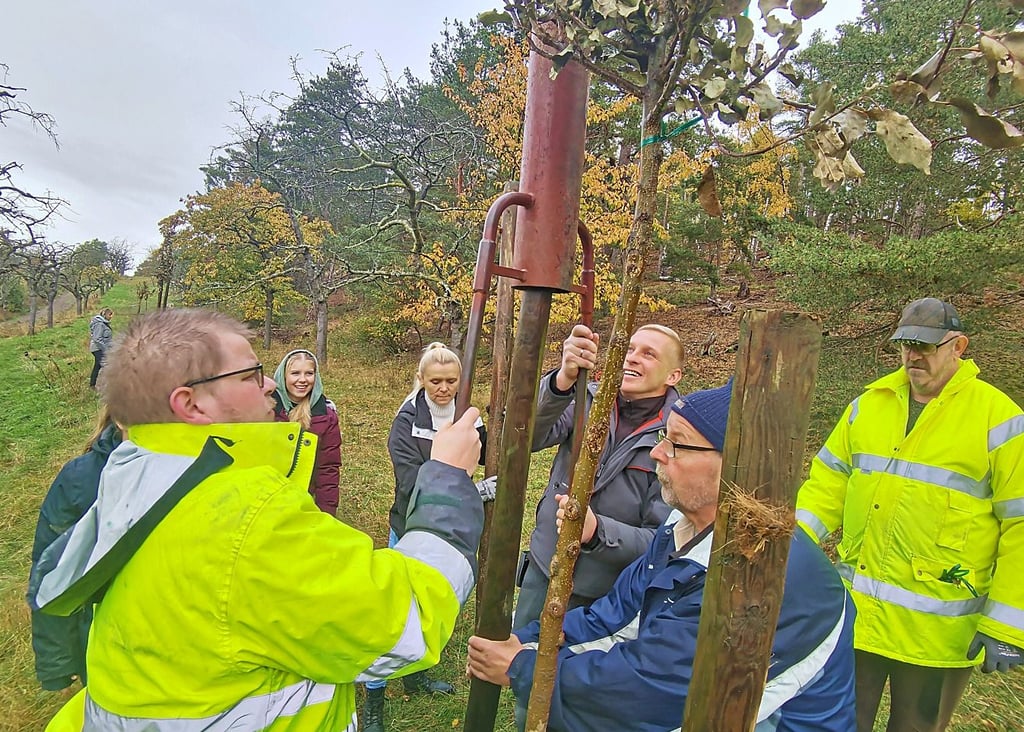 Pflanzaktion auf der Streuobstwiese am Seeberg in Börnecke.