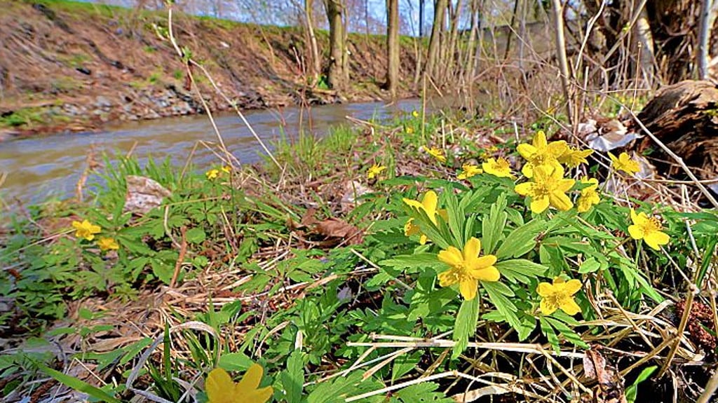 Der Stadtrat von Aschersleben beschloss vor einiger Zeit, das Einetal zwischen Westdorf und Welbsleben mit in den Naturpark Harz aufnehmen lassen.