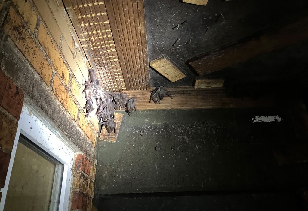 Der erste Vorsitzende des Vereins Bat leuchtet auf eine Gruppe Fledermäuse in einer Ecke eines begehbaren Fledermausgeheges in der Zitadelle Spandau.