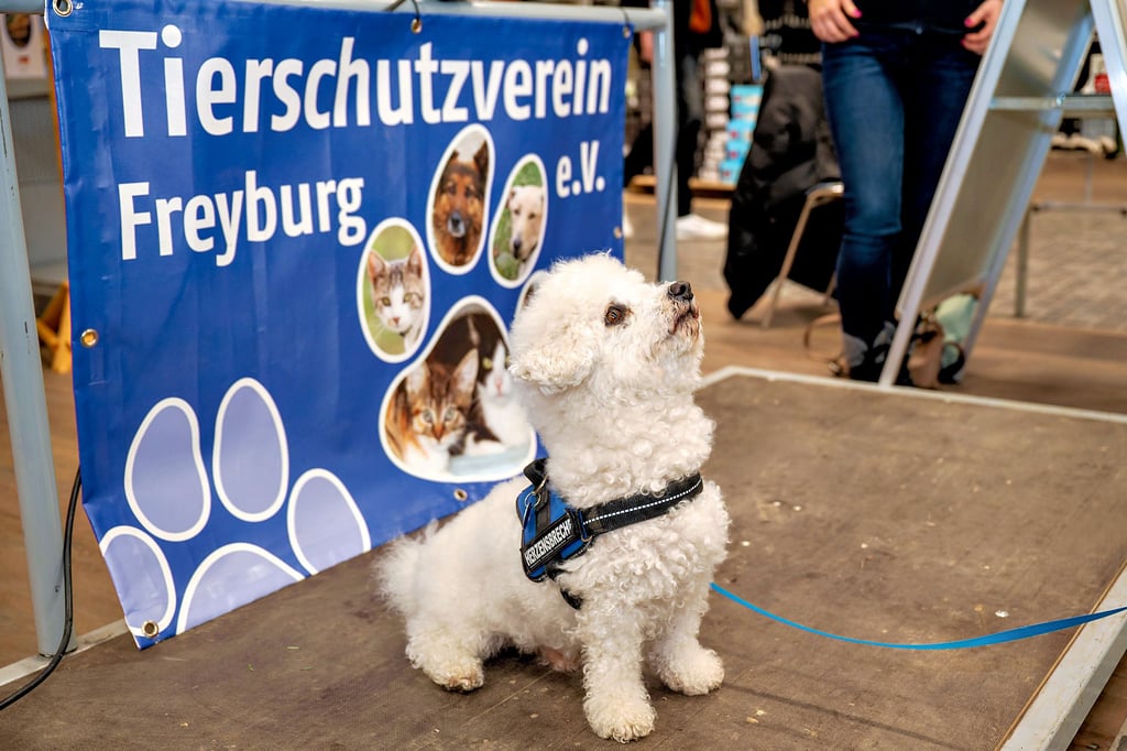 Bichon-Frisé-Rüde Freddie bringt 8,5 Kilo auf die Waage.