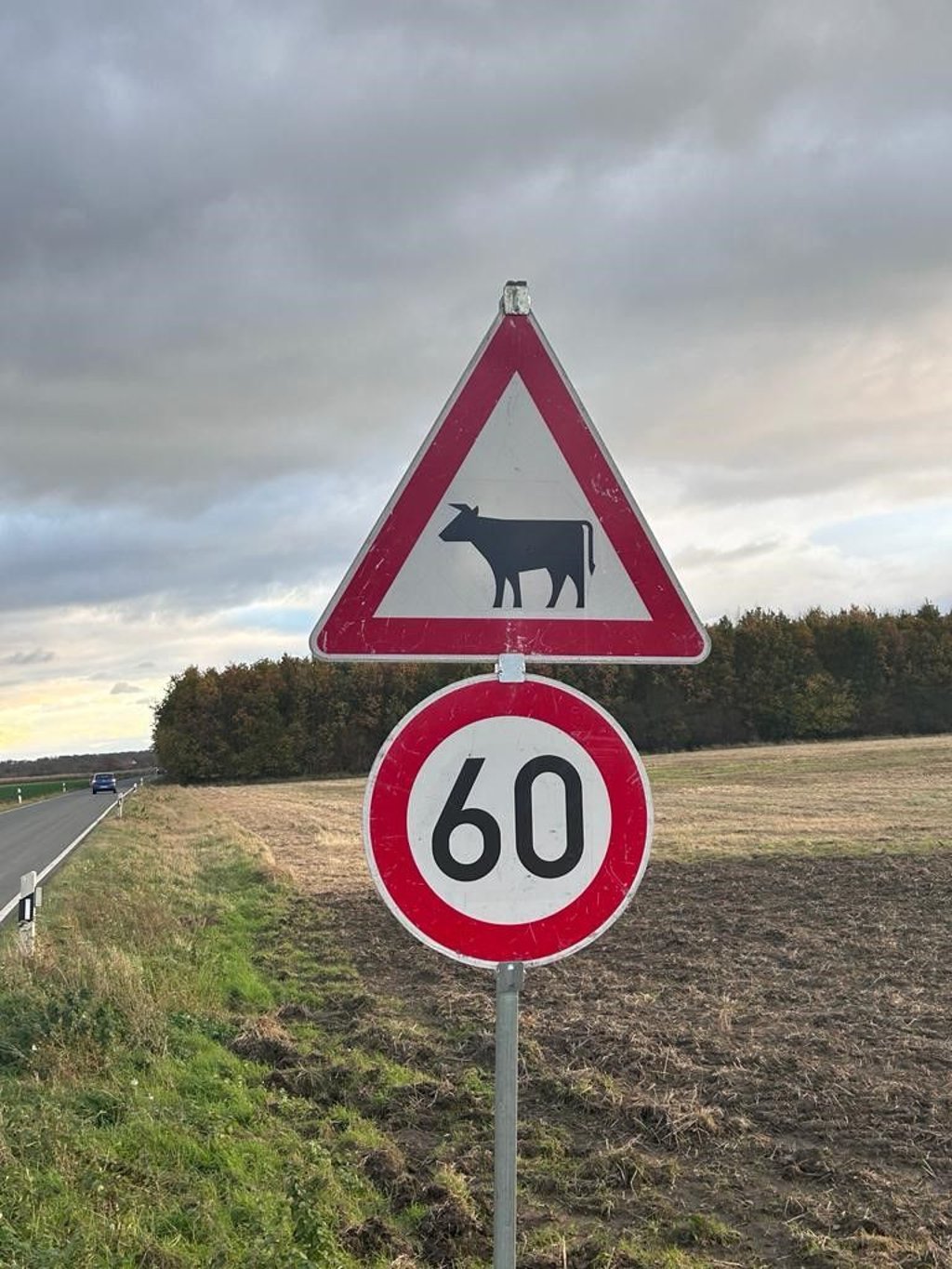 Tempolimit an der L90 bei Wülperode, weil dort seit Monaten aus einer Koppel ausgebrochene Kühe freilaufend unterwegs sind.