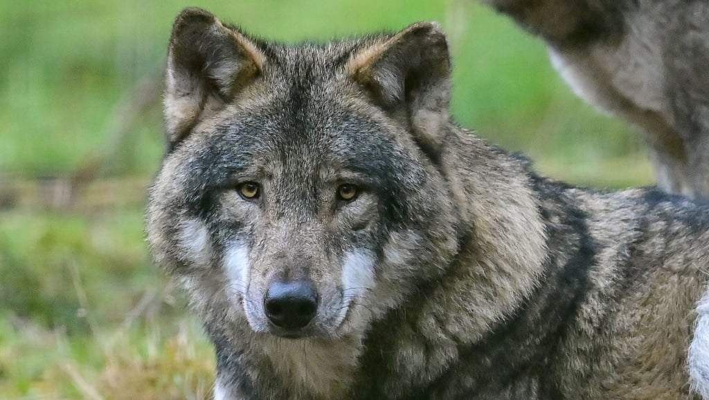 Ein Wolf steht in der Börde im Verdacht, ein Schaf gerissen zu haben.