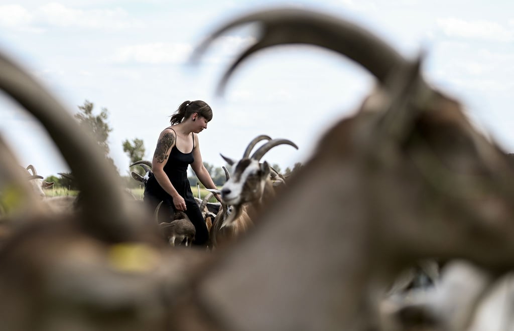 Eine Landwirtin steht in ihrer Ziegenherde auf dem Gelände einer Ziegenkäserei.