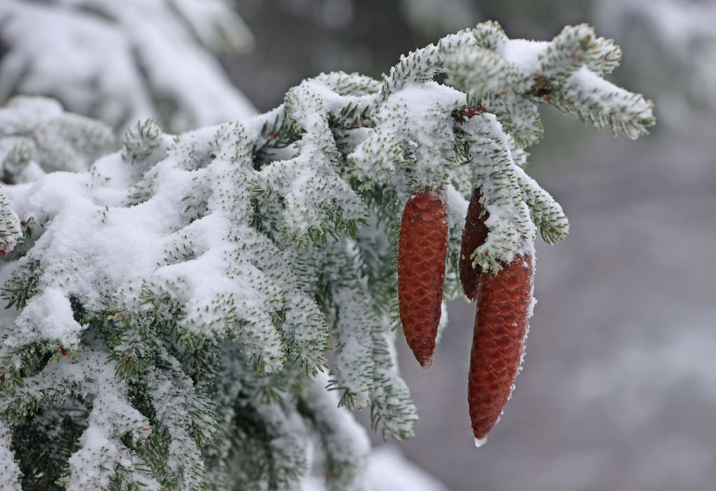 Fichtenzapfen hängen an einer mit Schnee bedeckten Fichte auf dem Brocken.