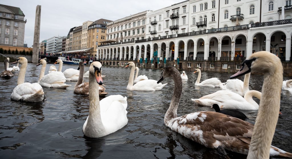 Schwäne schwimmen in einer Schleuse der Alster. Hamburgs Alsterschwäne kommen in ihr Winterquartier.