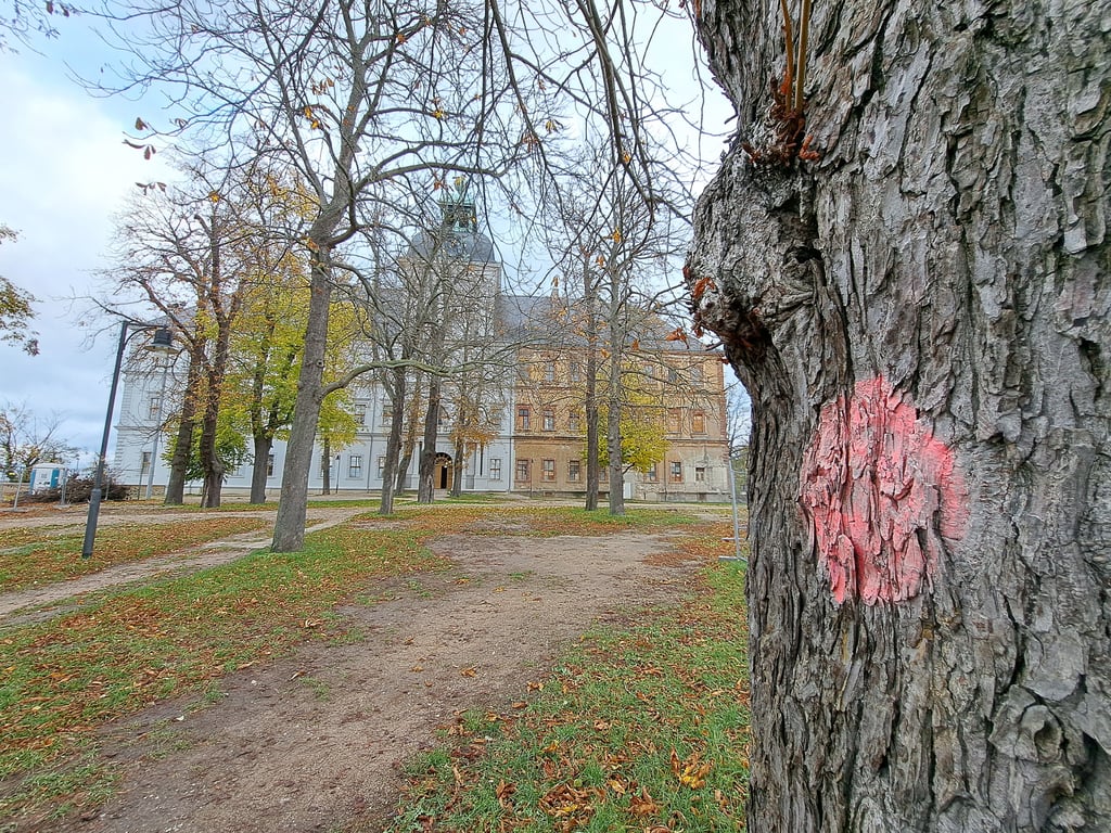 Rot markiert - auch dieser Baum auf der Weißenfelser Schlossterrasse soll gefällt werden.