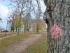 Rot markiert - auch dieser Baum auf der Weißenfelser Schlossterrasse soll gefällt werden.