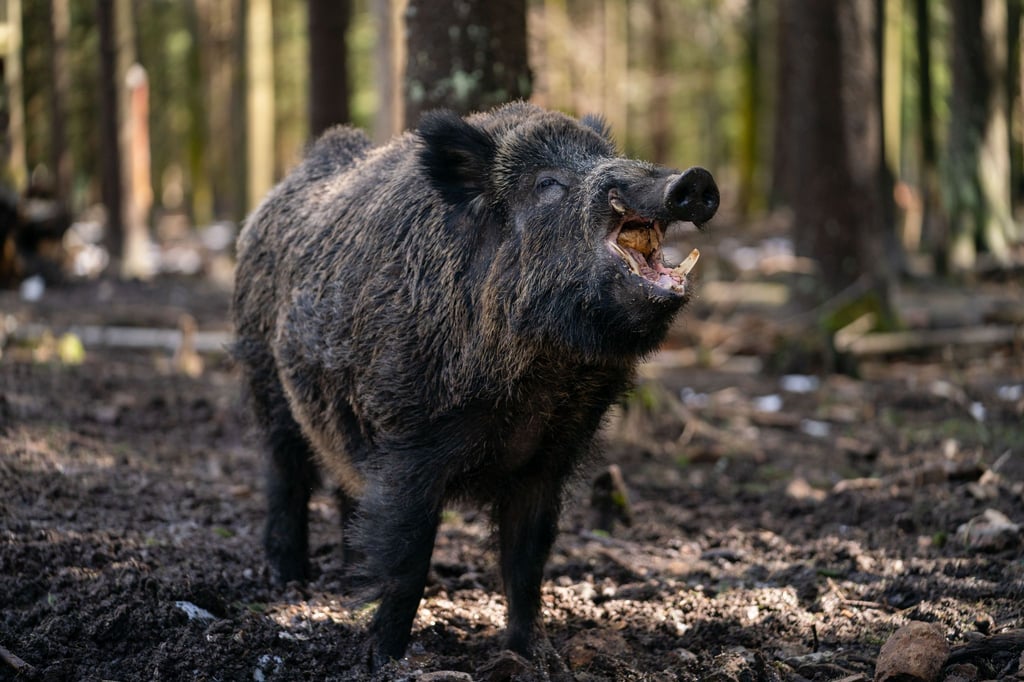 Ein Schwarzwild-Keiler steht in seinem Gehege in einem Wildpark.