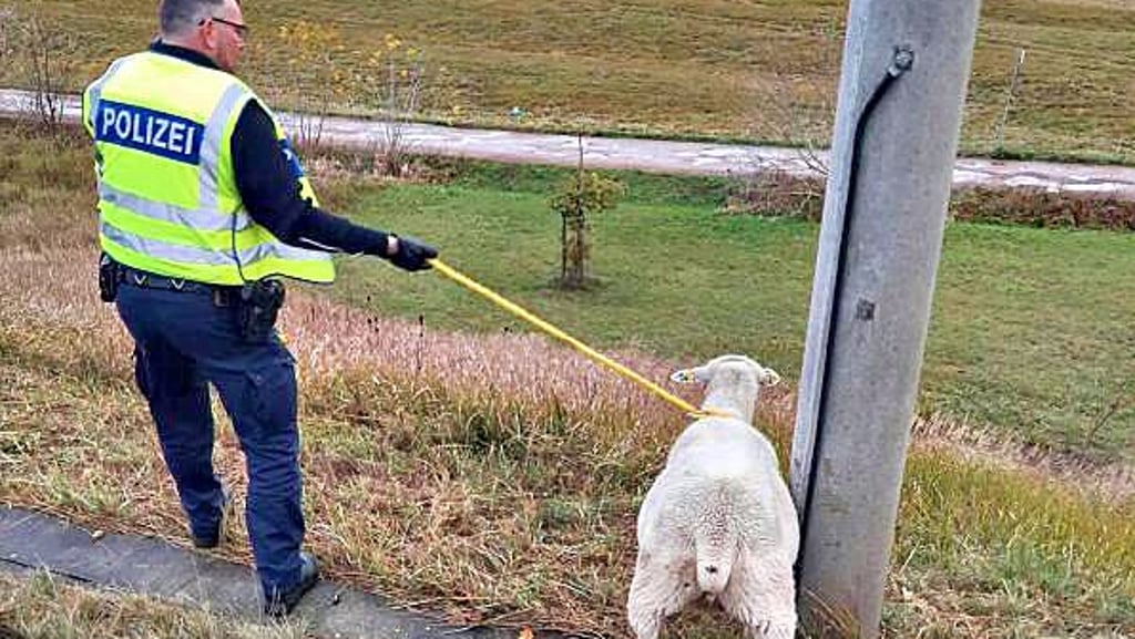 Die Polizei konnte das Schaf von den Gleisen holen.