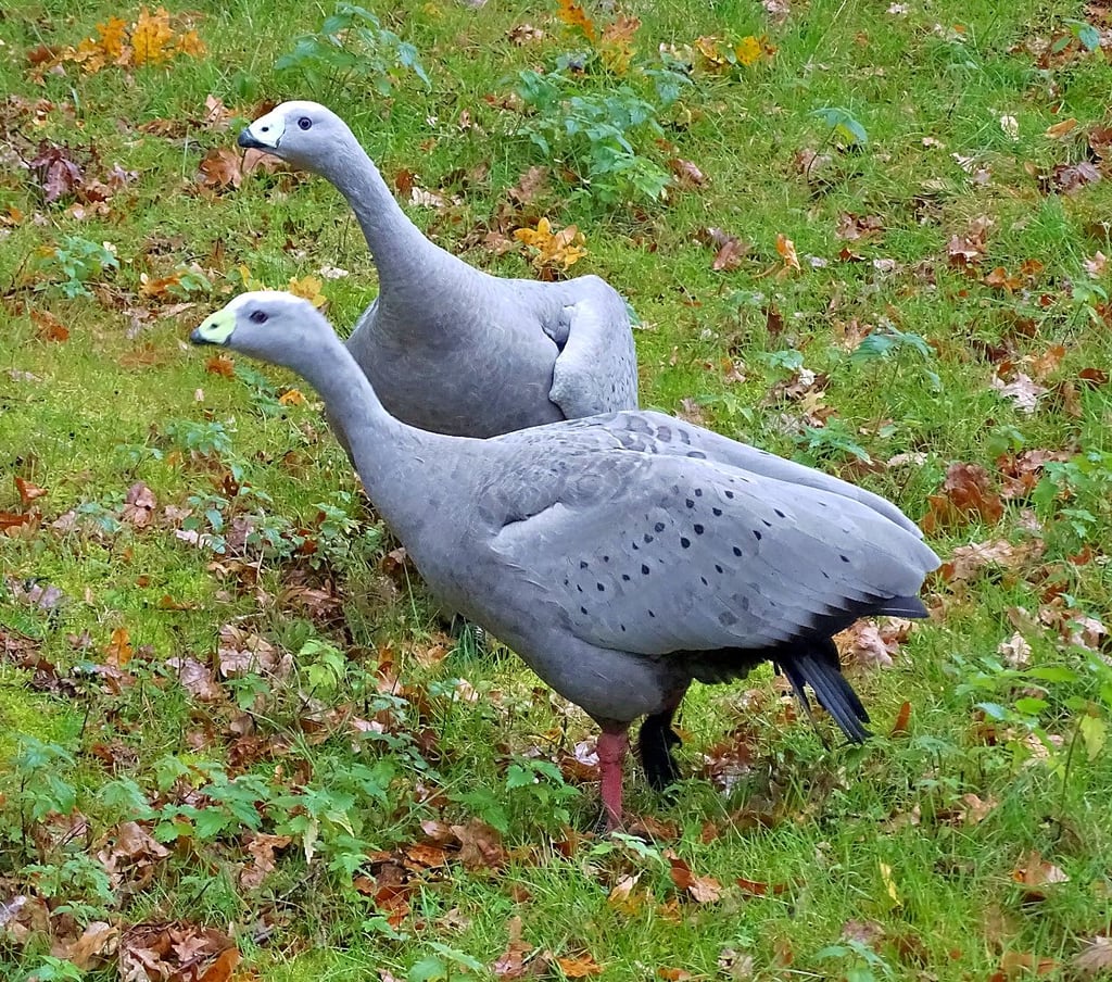 Die beiden Hühnergänse sind neu in Dessau und werden in der nächsten Zeit auch zu sehen sein.
