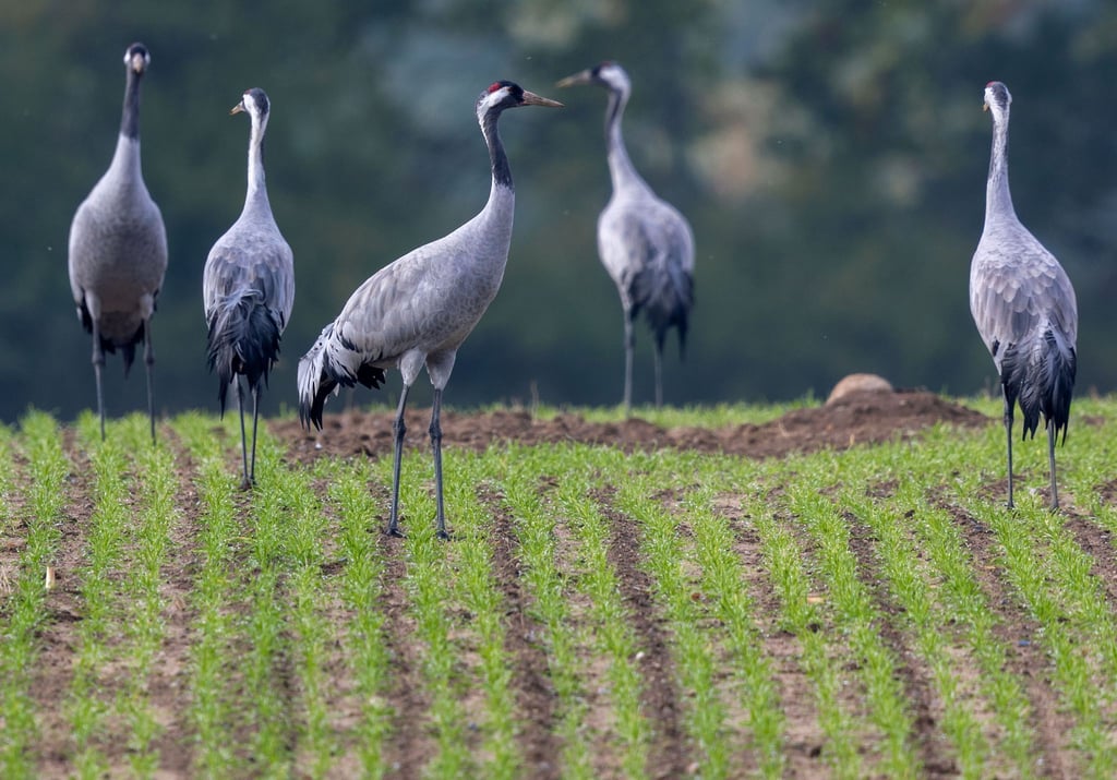 Der Naturschutzbund Deutschland (Nabu) beobachtet ein verändertes Zugverhalten bei Kranichen.