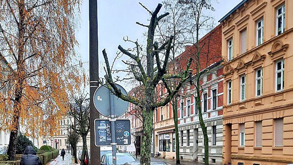 Dieser abgestorbene Rotdorn in der Nicolaistraße in Stendal muss gefällt werden.