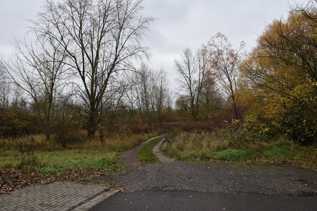 Das Plangebiet liegt derzeit brach und ist teils überwachsen.