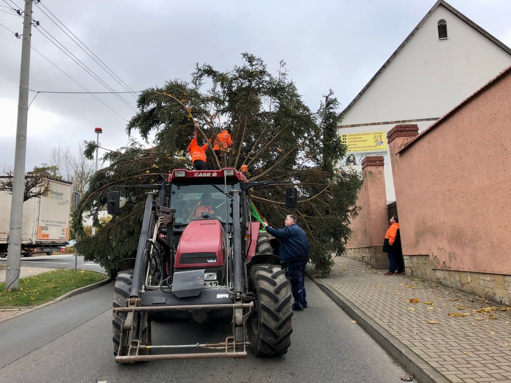 Ein sehr ausladender Weihnachtsbaum schmückt dieses Jahr den Markt in Mücheln.
