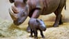 Vor sechs Wochen kam im Zoo Magdeburg ein kleines Nashorn zur Welt - jetzt hat es auch einen Namen.