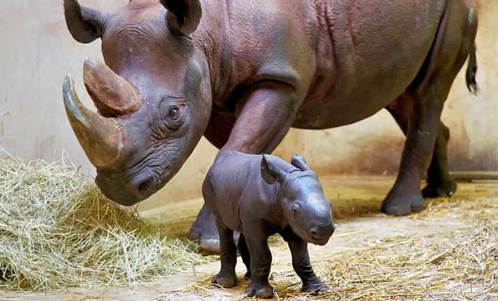 Vor sechs Wochen kam im Zoo Magdeburg ein kleines Nashorn zur Welt - jetzt hat es auch einen Namen.