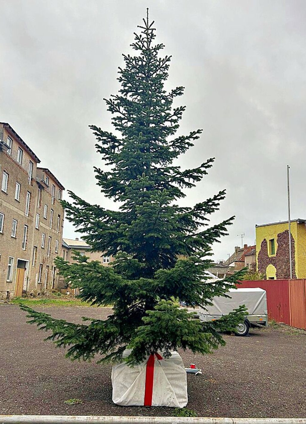 Der Baum wurde durch Platten gesichert.