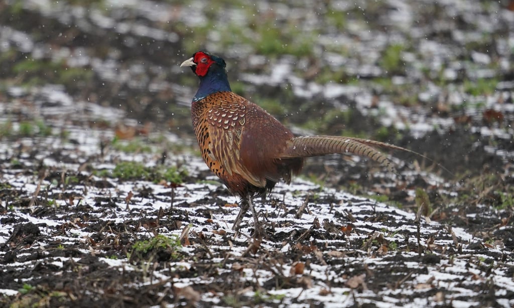 Ein Fasan läuft über einen Acker. In einer dänischen Fasanenzucht nahe der deutschen Grenze ist die Vogelgrippe nachgewiesen worden.