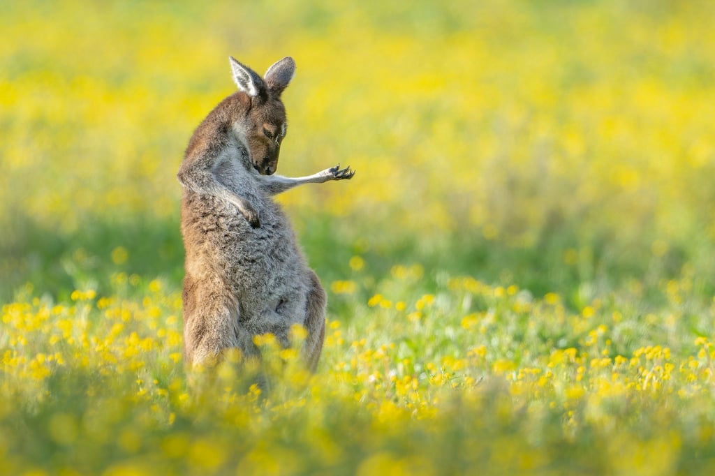 Rock The House: „Air Guitar Roo“ von Jason Moore.