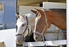 Reitsportler auch im Saalekreis befürchten, dass  durch ein neues Gesetz Pferdetransporte ab Mitte 2024 mautpflichtig werden. 