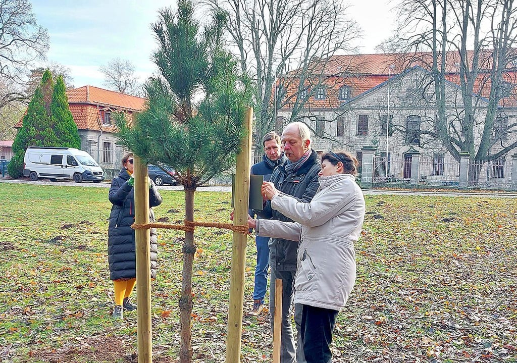 Renate und Jürgen Ziesmer spendeten eine Schwarz-Kiefer, die im Ehrenhof des Schlosses gepflanzt wurde.