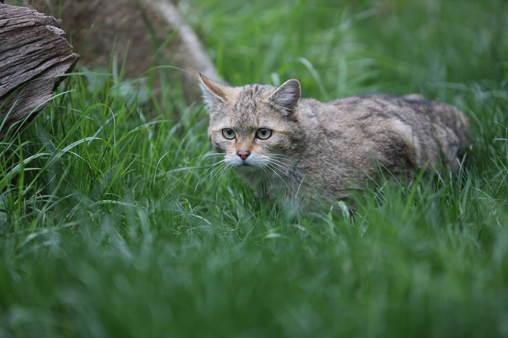 Eine Wildkatze sitzt im Gras.