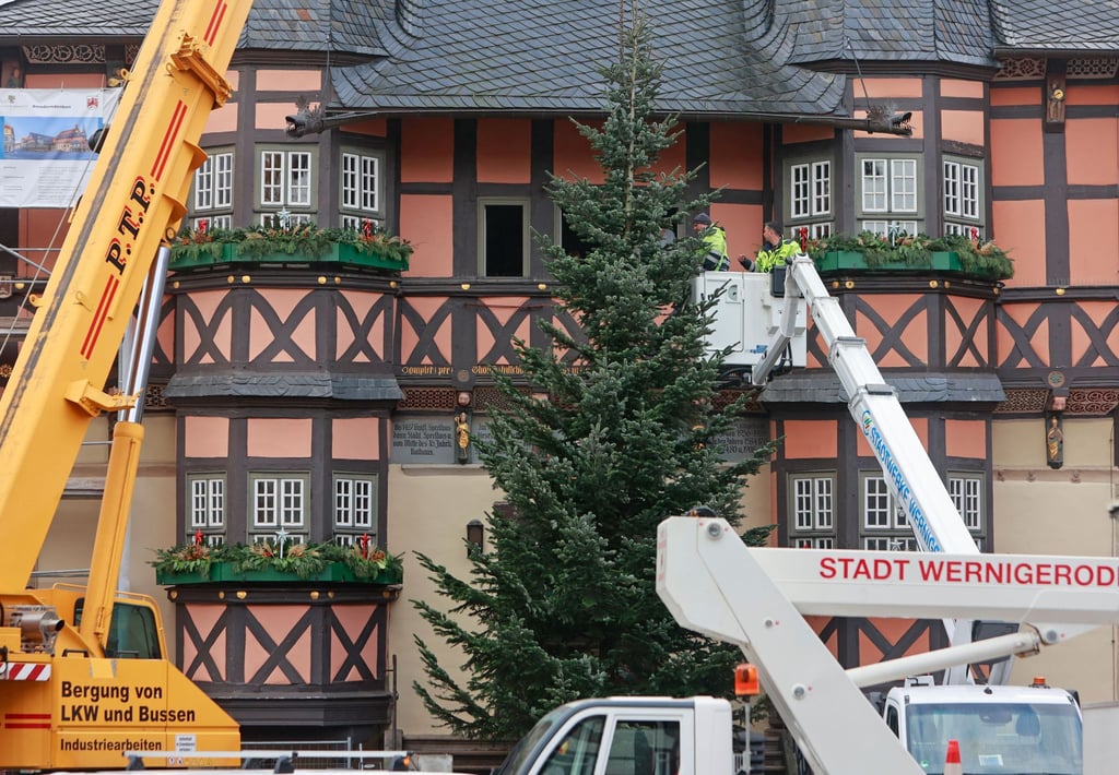 Ein zwölf Meter hoher Weihnachtsbaum wird auf dem Marktplatz aufgestellt.