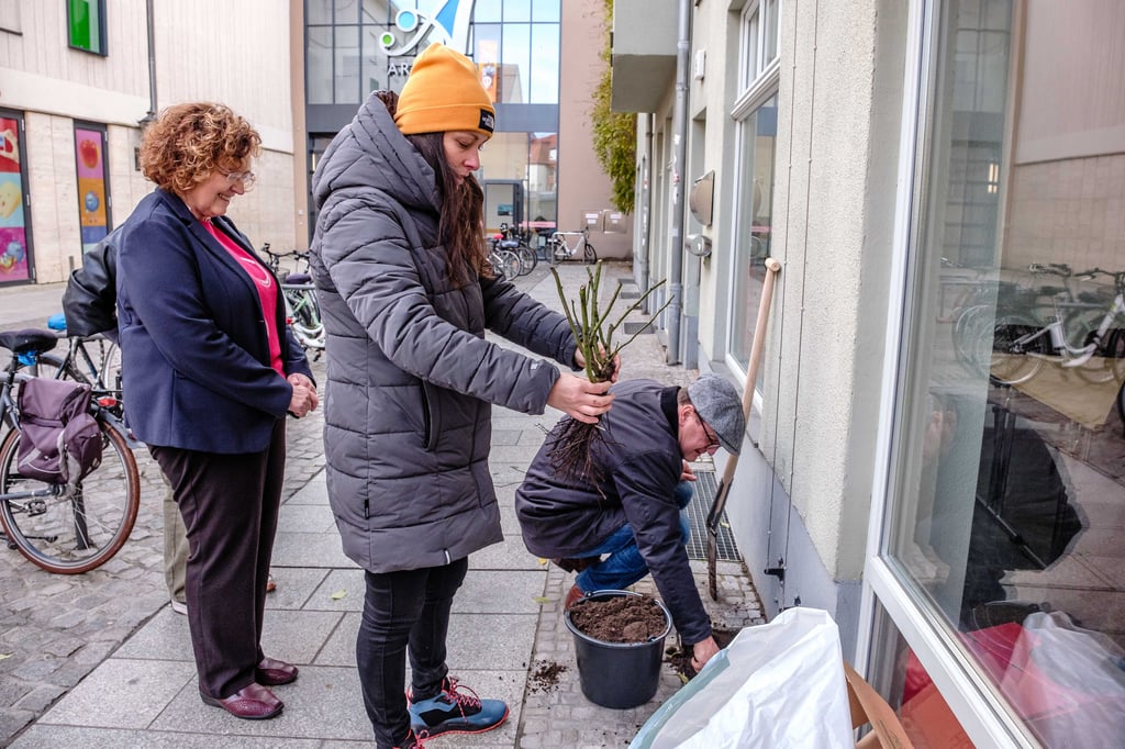 Pflanzaktion in der Bürgermeisterstr. 5 der Stadt Wittenberg und dem SPD Büro.