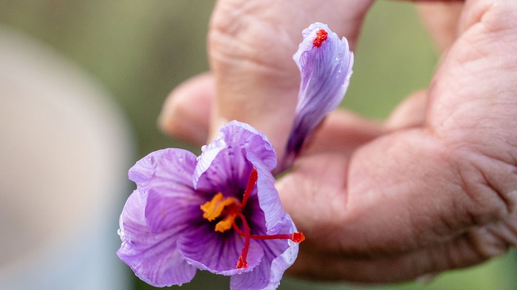 Geerntet wird die ganze Blüte, doch nur die roten Fäden werden als Safran verwertet. Harald Alex bevorzugt dafür die geschlossene Blüte.