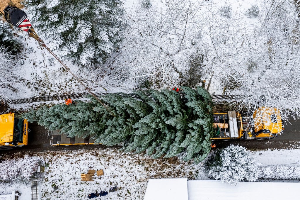 Die Küstentanne liegt auf dem Anhänger des Lastwagen für den Transport nach Berlin.