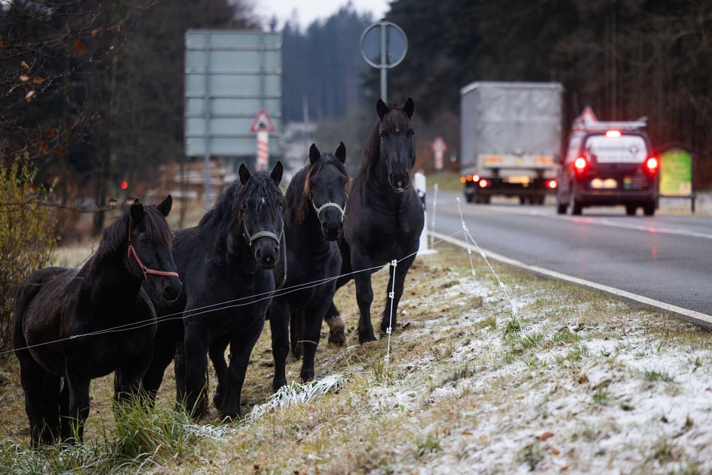Pferde stehen auf einer leicht beschneiten Koppel neben einer Straße am Höhenwanderweg Rennsteig.