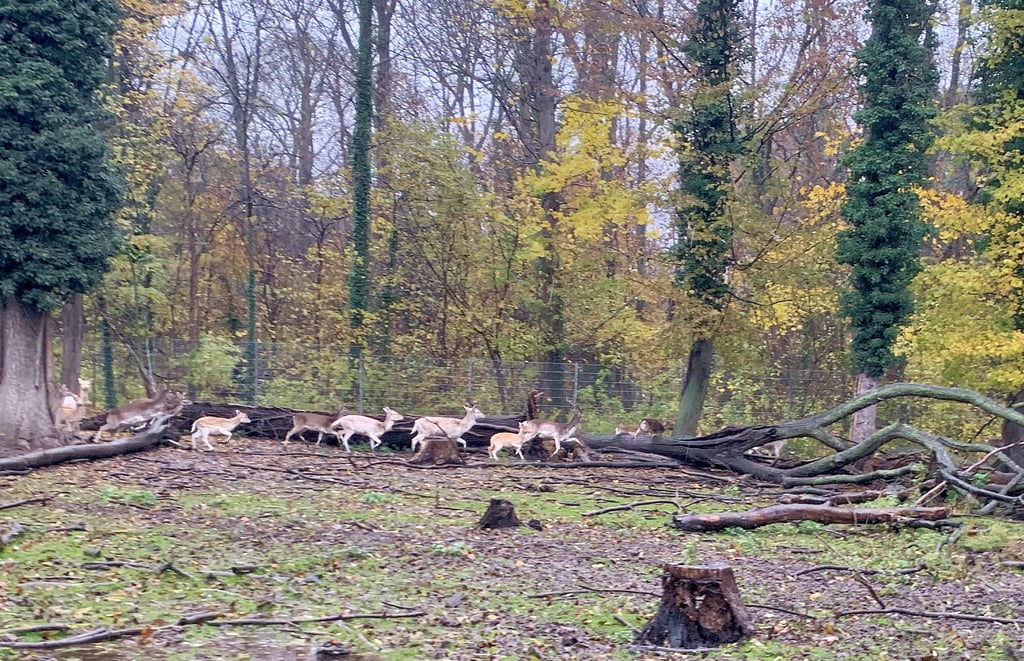 In der Schalenwildanlage leben rund 30 Jung- und Alttiere. Der zwei Meter hohe Stabmattenzaun hat Lücken, durch die Wölfe eindringen könnten.