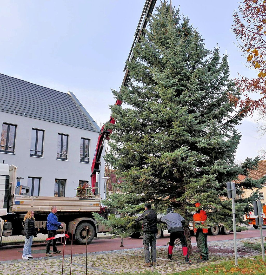 Der Weihnachtsbaum in Güsten vor dem Rathaus der Stadt: Die Beleuchtung wird am Donnerstag angebracht und dann immer abends und morgens für die Güstener besinnliche Stimmung verbreiten.