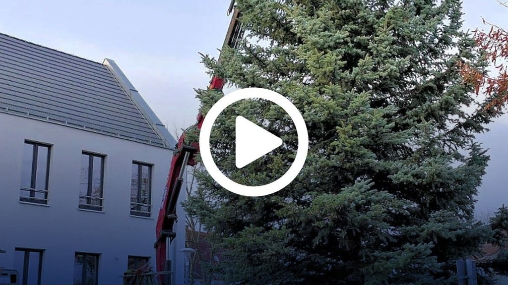 Der Weihnachtsbaum in Güsten vor dem Rathaus der Stadt: Die Beleuchtung wird am Donnerstag angebracht und dann immer abends und morgens für die Güstener besinnliche Stimmung verbreiten.