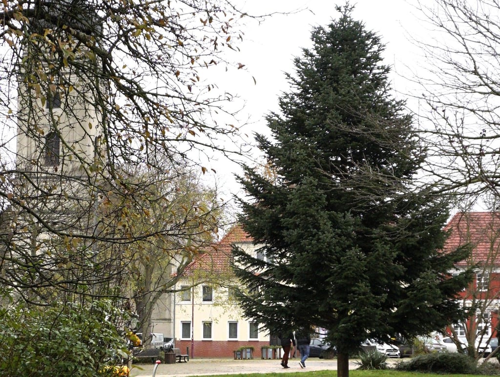 Schön dicht und gerade gewachsen: der Weihnachtsbaum auf dem Genthiner Marktplatz wartet darauf, mit Lichterketten geschmückt zu werden.