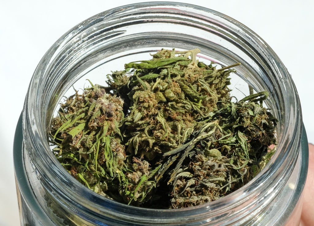 Im Eigenanbau soll die erlaubte Menge von 25 auf 50 Gramm getrocknetes Cannabis verdoppelt werden.
