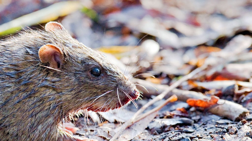 In Möser wurden seit dem Sommer verstärkt Ratten gesichtet. Eine „Plage“ ist es laut Gesundheitsamt nicht.