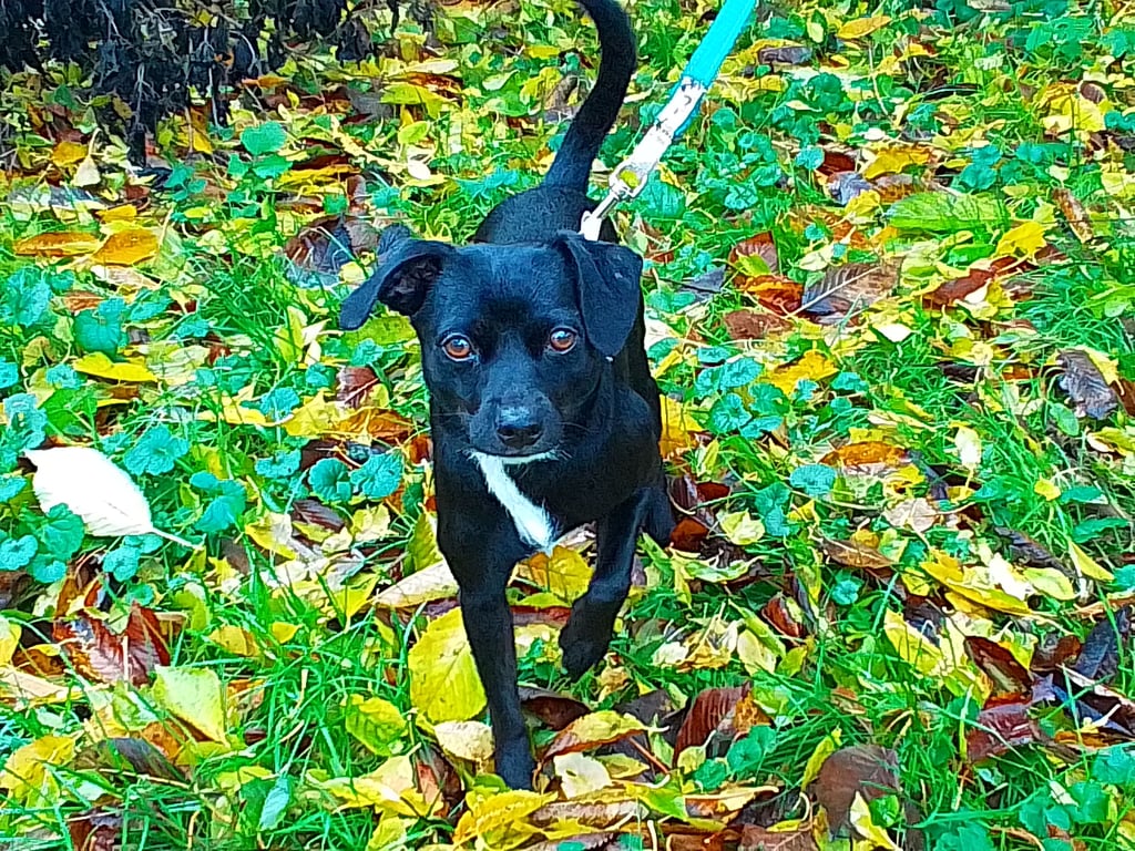 Der Hund von Marc Piech wurde in Haldensleben im Zug getreten. Er selbst wurde ins Gesicht geschlagen. Die Bundespolizei fahndet jetzt nach dem Täter.