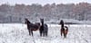 Am Jösigk fühlen sich die Pferde trotz des Schnees wohl.