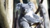 Mit "Erlinga" hat der Zoo Leipzig einen weiteren Koala erhalten.