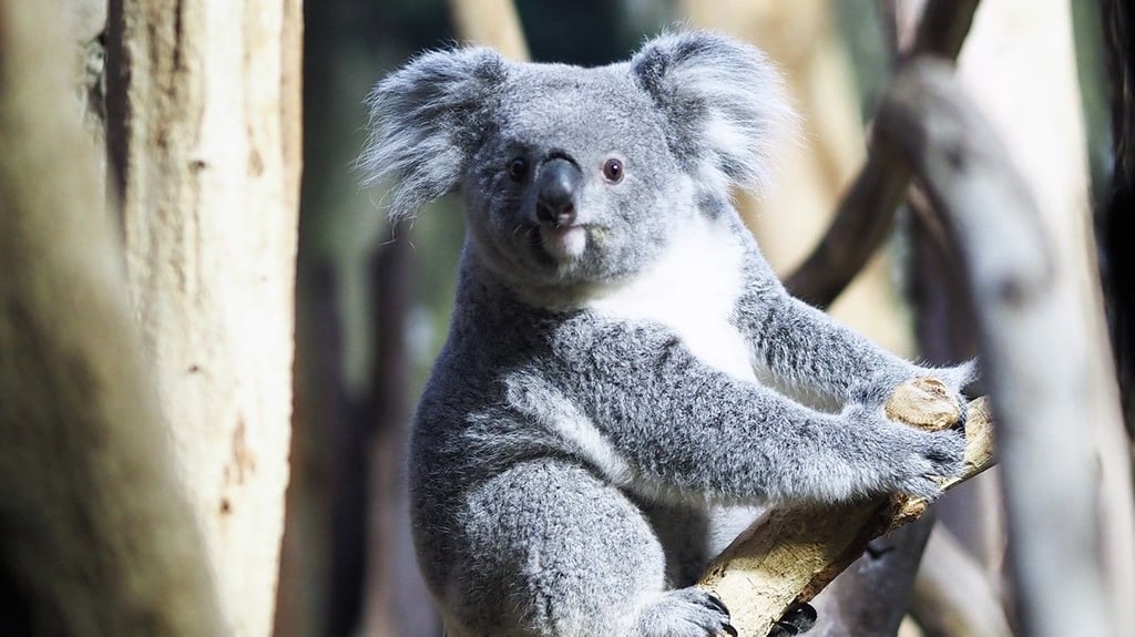 Mit "Erlinga" hat der Zoo Leipzig einen weiteren Koala erhalten.