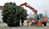 Der Weihnachtsbaum ist da: Mitarbeiter des Hohenmölsener Bauhofs stellen eine Blauflichte auf dem Platz des Bergmanns auf.