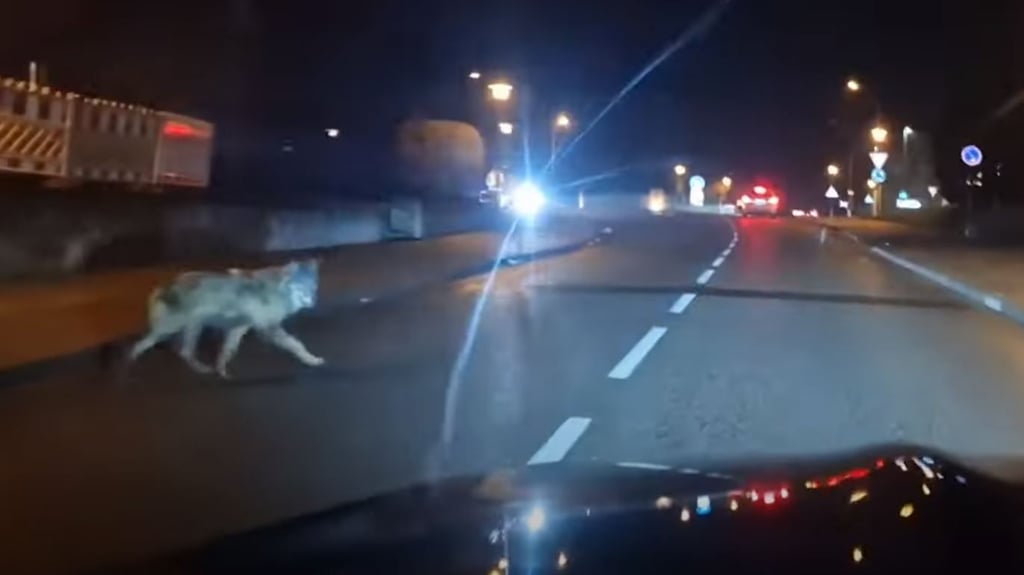 Ein Wolf überquert im Januar in Wanzleben (Kreis Börde) die Straße.