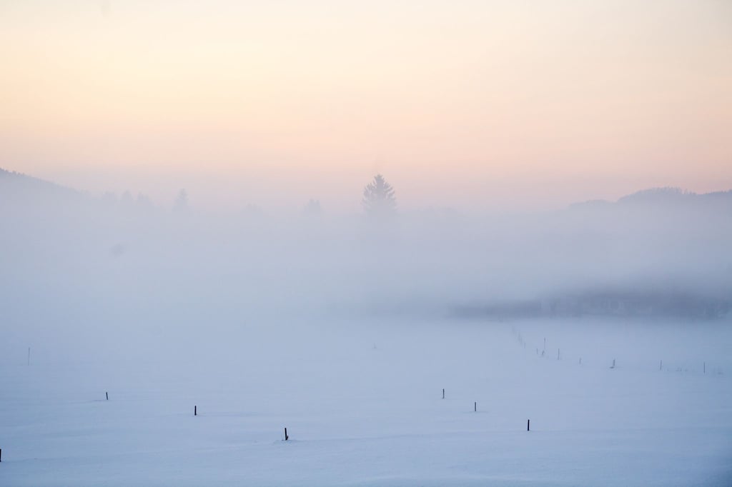 Nebelschwaden ziehen über eine schneebedeckte Wiese.