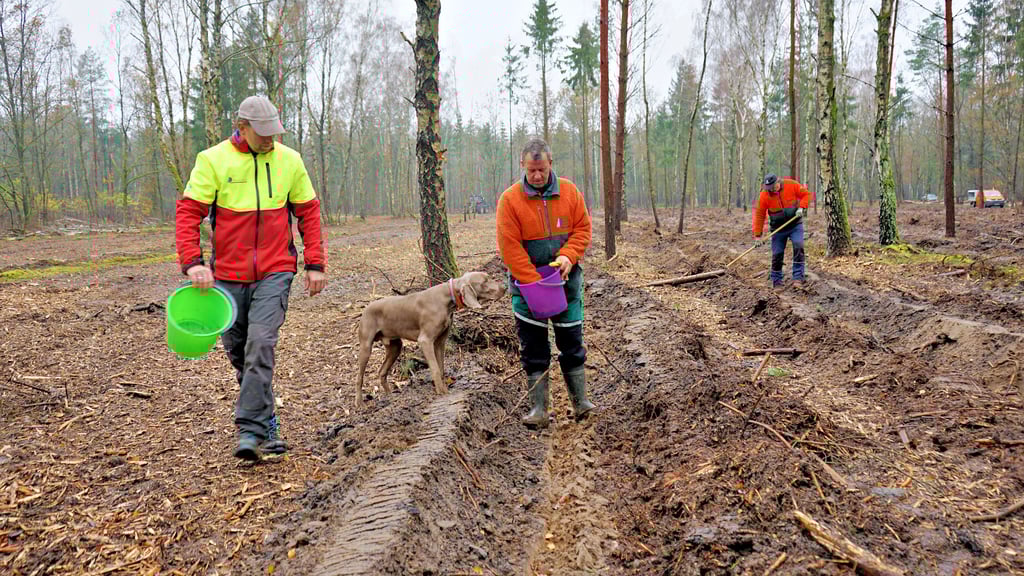 Lecker, denkt Hund Franzl angesichts der Eicheln, dieTino Böhm (v.l.) und Uwe Grabowski säen. Zum Team gehören auch Harry Schneider und Andreas Nebelung.