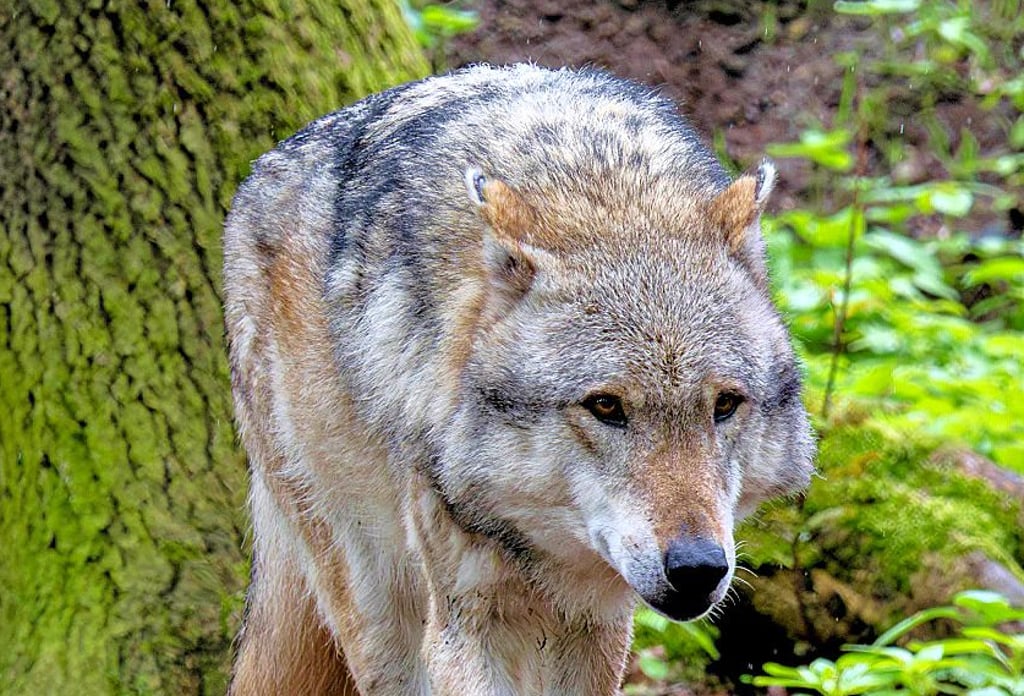 Bisher konnte nicht festgestellt werden, ob ein Wolf den Jagdhund in der Letzlinger Heide tötete.