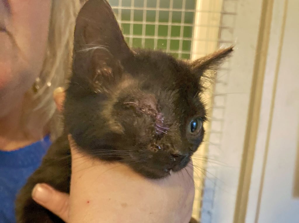 Dieses Kätzchen hat vermutlich Katzenschnupfen. Ein Auge musste entfernt werden.