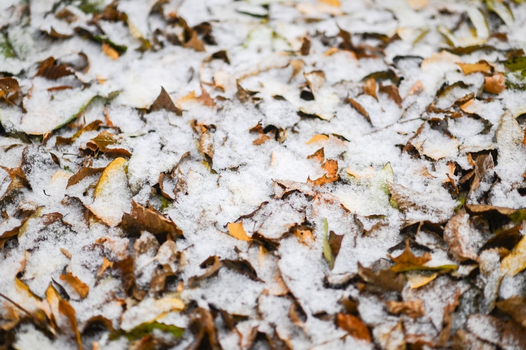 Mit Schnee sind Blätter, die in der Innenstadt am Boden liegen, bedeckt.