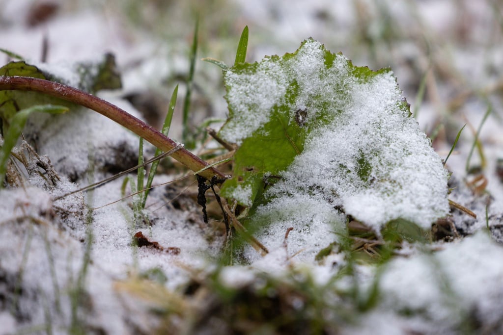 Ein mit einer dünnen Schneeschicht überzogenes Blatt liegt am Höhenwanderweg Rennsteig.