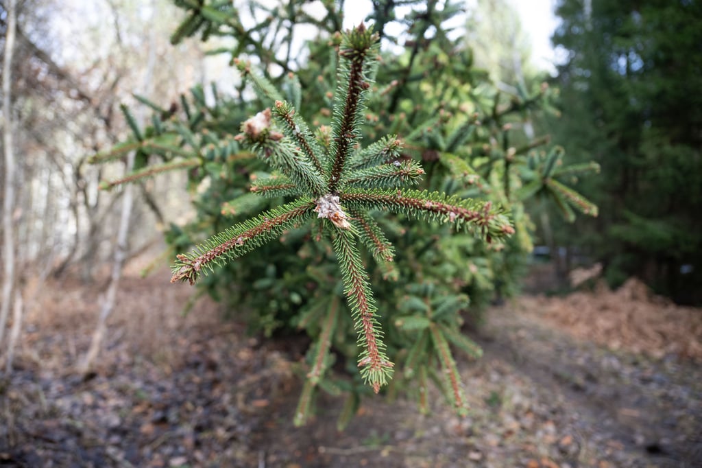 Den diesjährigen Weißenfelser Weihnachtsmarkt schmücken rund 400 Fichten (Symbolfoto). Die Stadt will die Bäume nach Ende des Weihnachtsmarkt. verschenken.